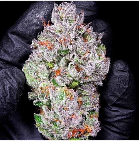 Cheese Cake, also known as “<b>Cheesecake</b>,” is an indica dominant hybrid <b>strain</b> (70% indica/30% sativa) created through crossing the classic Cheese X another unknown indica dominant hybrid <b>strain</b>. . Jealous cheesecake strain